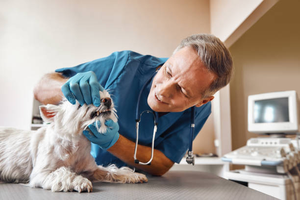Best Emergency Root Canal Treatment in Sidney, IL